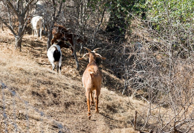 Goats_DSC_7352