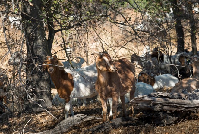 Goats_DSC_7370