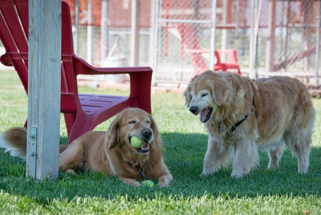 Gwen_Dharma_DSC_6519