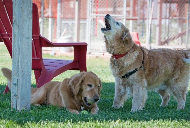 Gwen_Dharma_DSC_6522