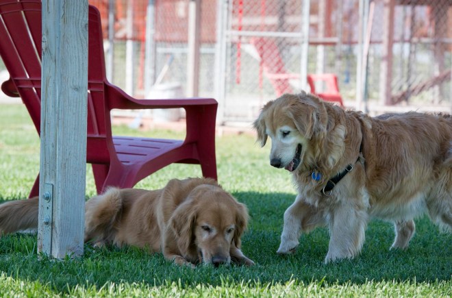 Gwen_Dharma_DSC_6523