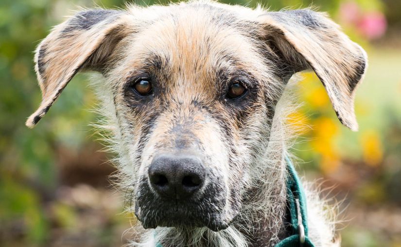 Wordless Wednesday: Lenny