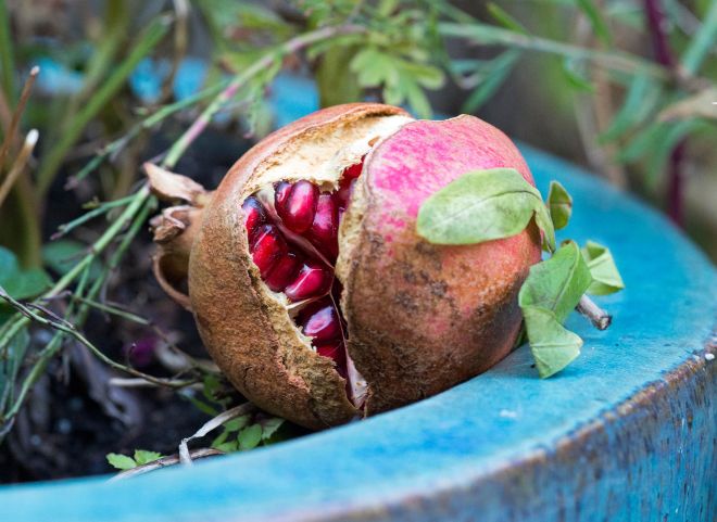 Pomegranate_DSC_6812
