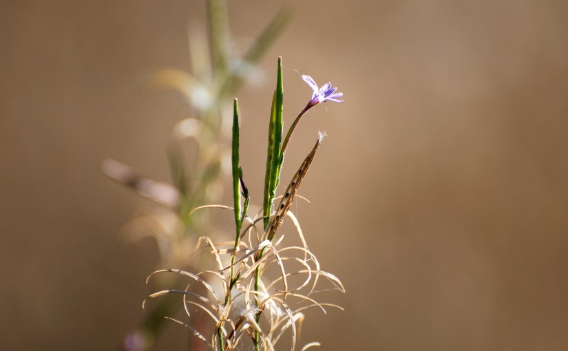 Nature Finds A&nbsp;Way