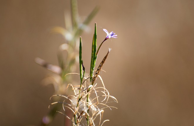 Flower_Seed_DSC_2445