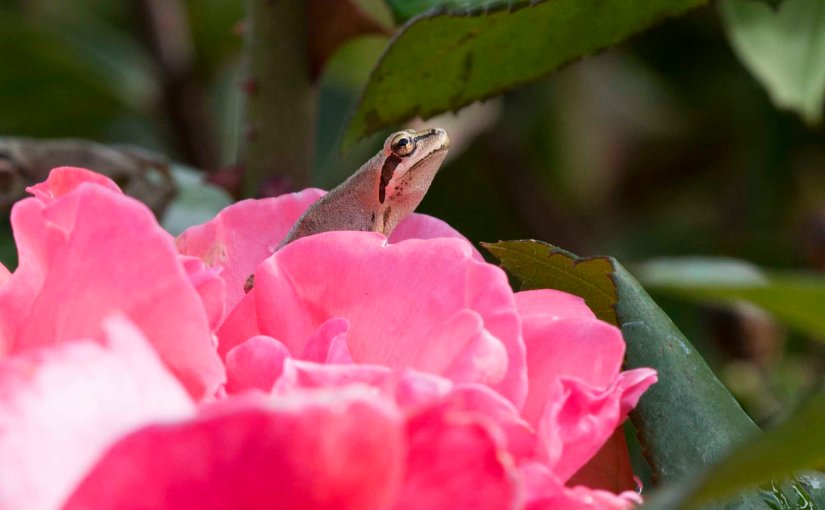 Hark At The&nbsp;Rain