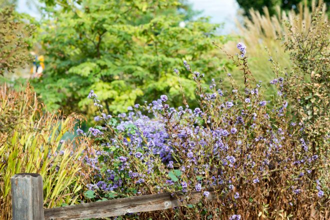 Garden_10_15_DSC_7759