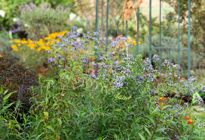 Garden_10_15_DSC_7764