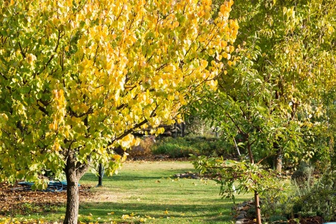 Garden_11_15_DSC_8616