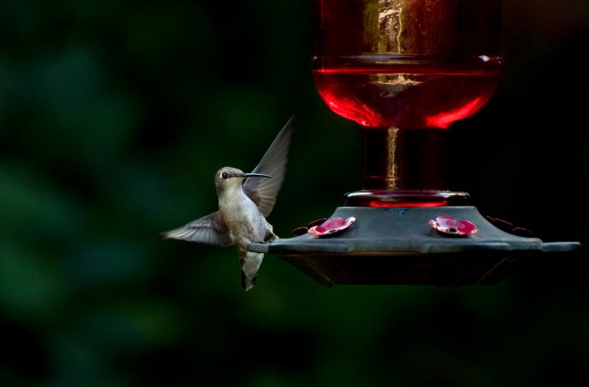 Hummingbird_750_7669