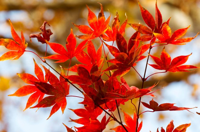 Leaves_Fall_DSC_8961