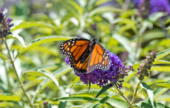 Monarch_DSC_9956