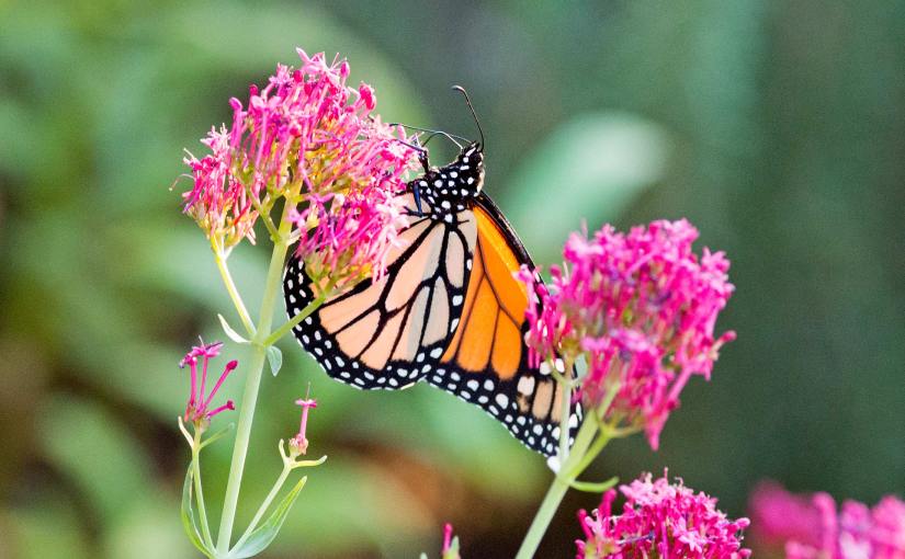 Hope for the&nbsp;Monarchs
