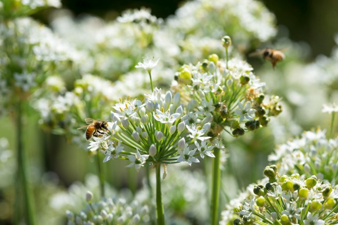 Perennial Chives_DSC_5561