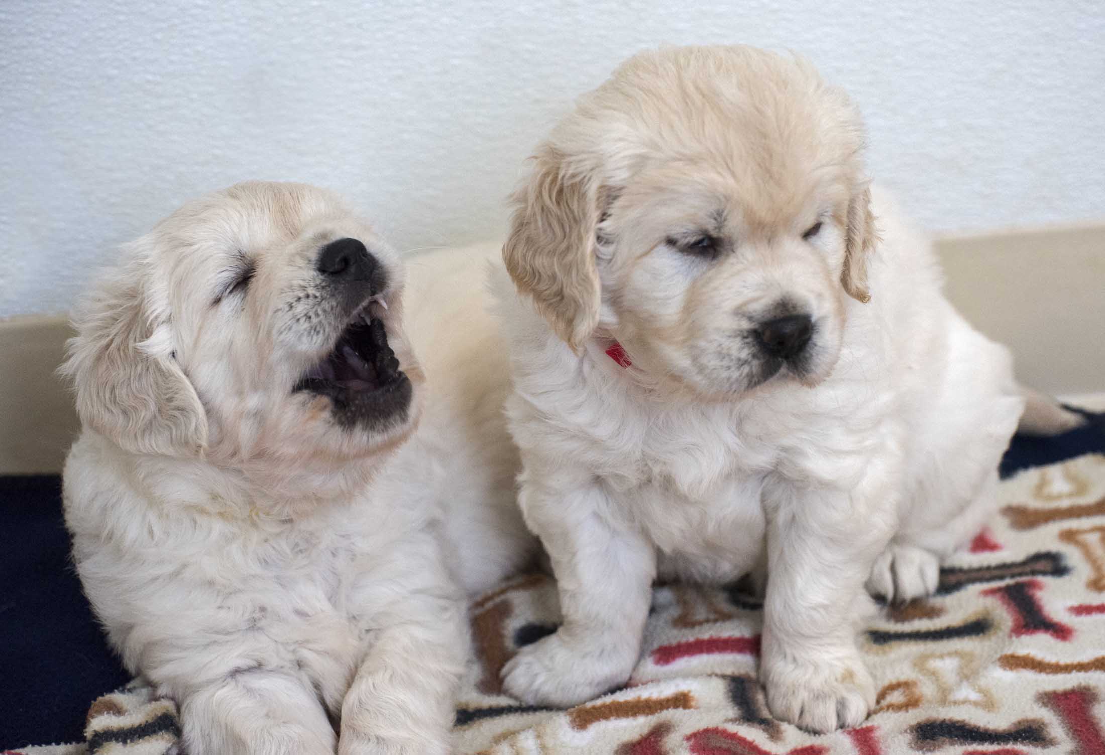 Puppies_5Wks_DSC_2569