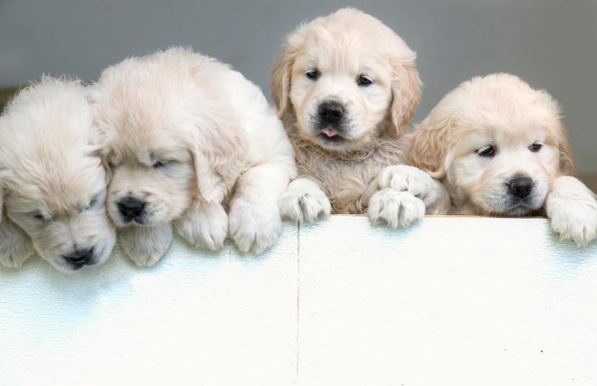 Puppies_6Wks_DSC_8450