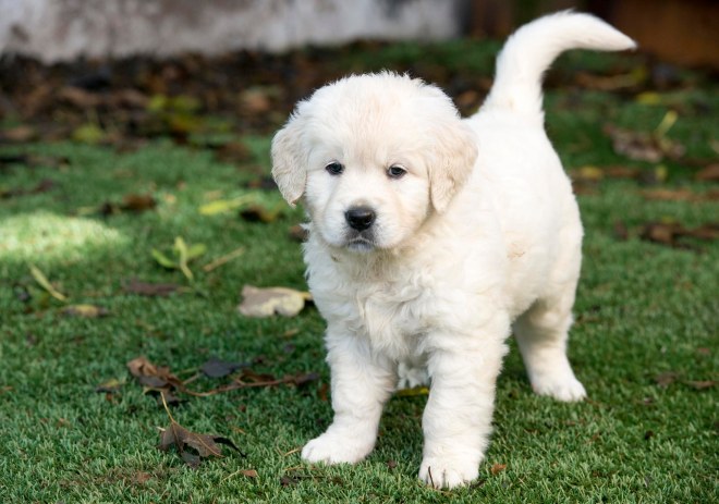 Puppies_6Wks_DSC_8481