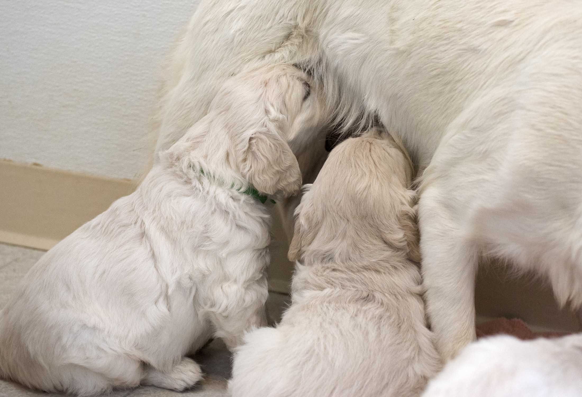 Puppies_Nursing_DSC_2563