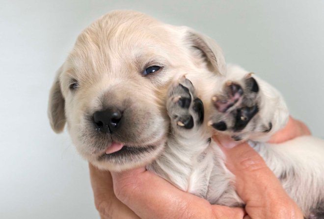 Puppy_Blue_2wks_DSC_7206