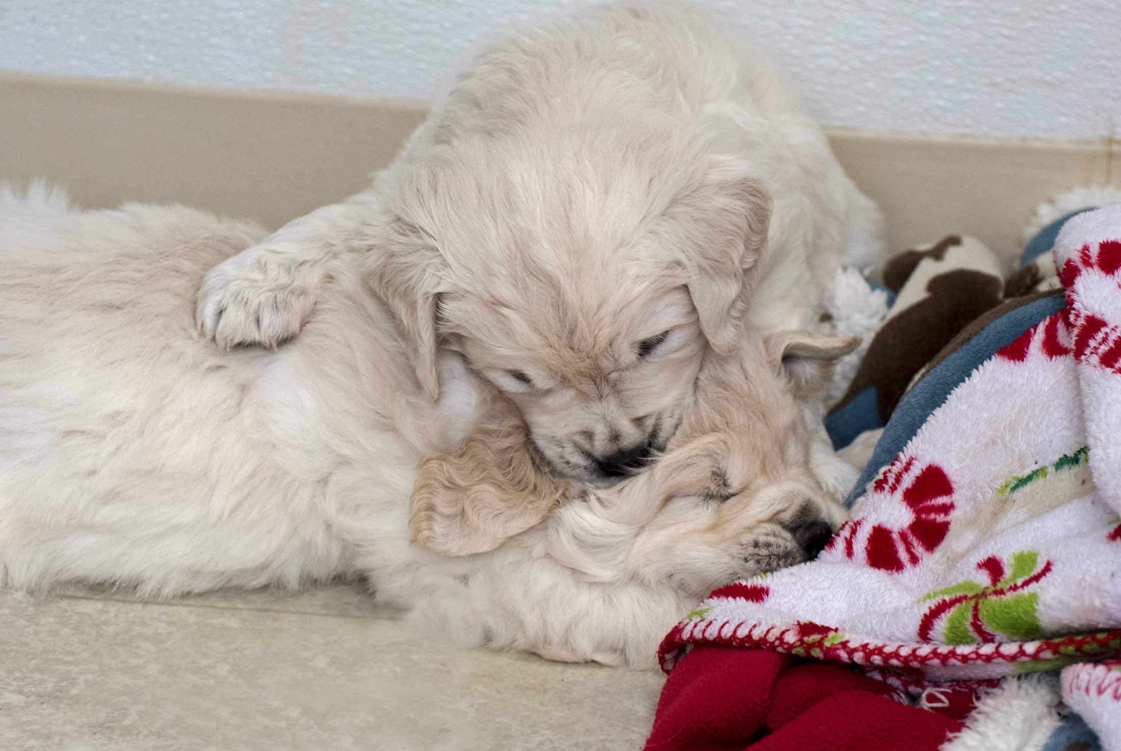 Puppy_Rumble_DSC_2516