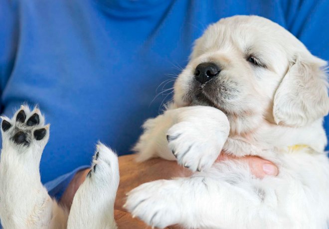 Puppy_Yellow_Wk 4_DSC_7851