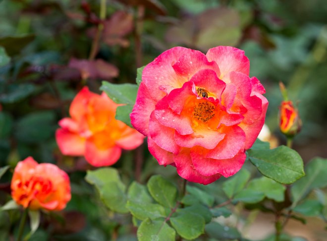 Roses_DSC_7781