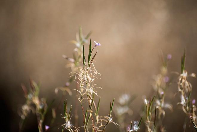 Seeds_Flower_Full_DSC_2445