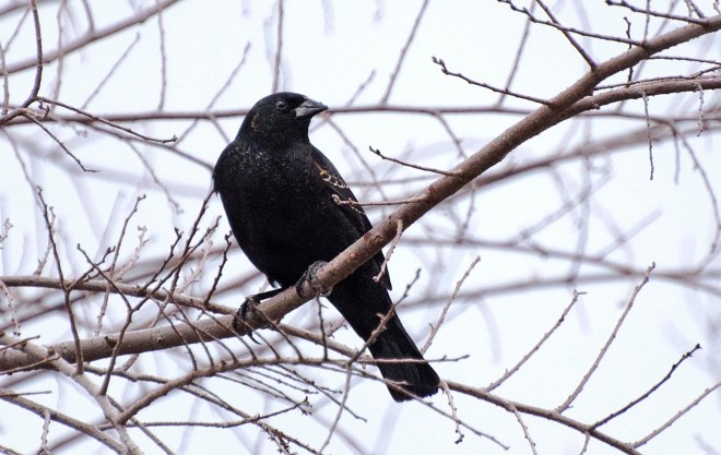 Black Bird_DSC_3091