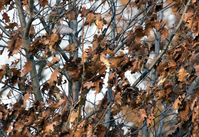 Cedar-Waxwing_DSC_2803