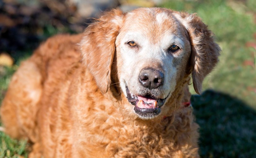 Chessy’s Inner Lion