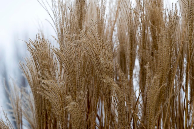 Grasses_Winter_DSC_0151
