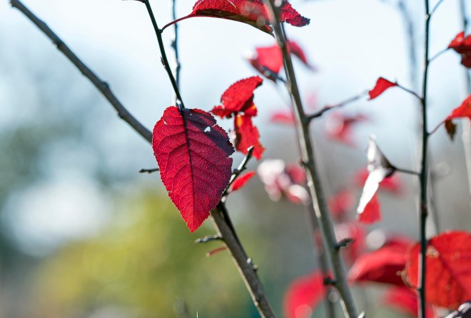 Leaf_CZ_M85_DSC_3832