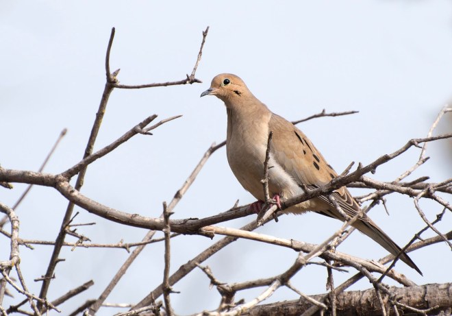Mourning Dove_DSC_2758