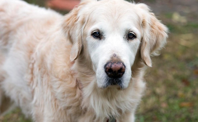 Where the Sugar&nbsp;Flows