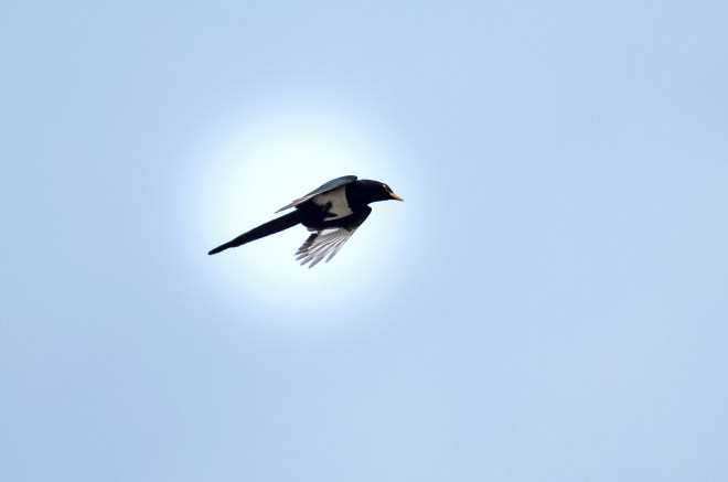 Yellow Billed Magpie_DSC_3257