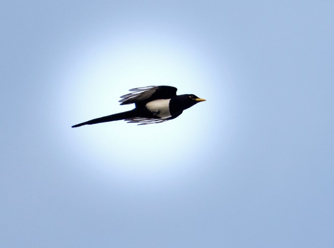 Yellow Billed Magpie_DSC_3258