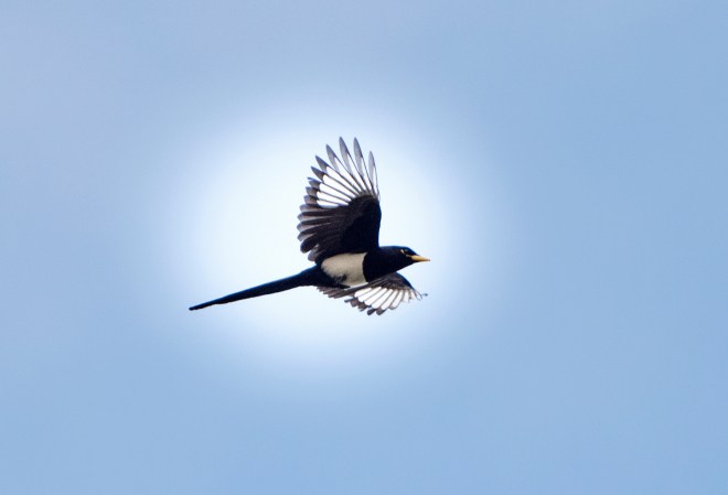 Yellow Billed Magpie_DSC_3259