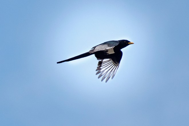 Yellow Billed Magpie_DSC_3260