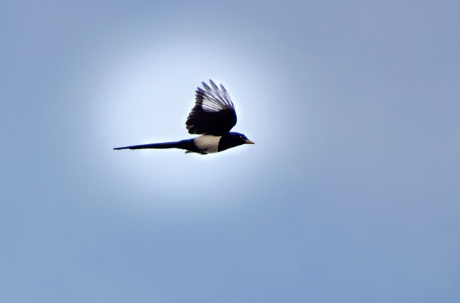 Yellow Billed Magpie_DSC_3262