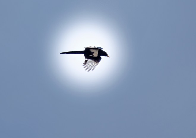 Yellow Billed Magpie_DSC_3263