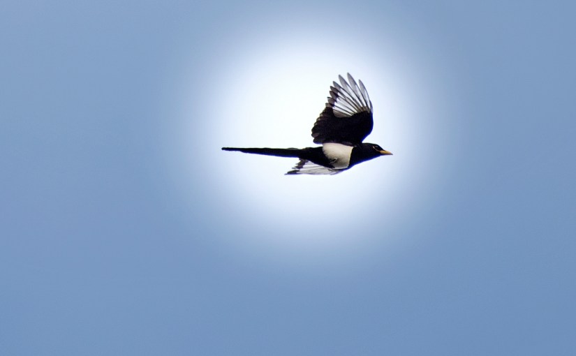 Yellow Billed Magpie