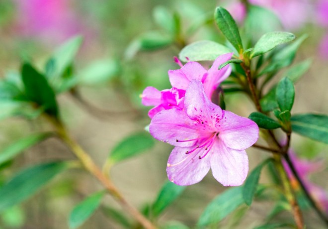 Azalea_DSC_1295