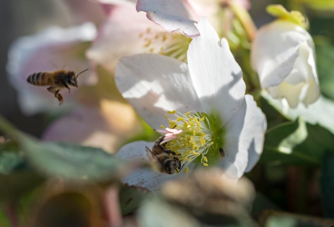 Bee_Helleborous_DSC_1580