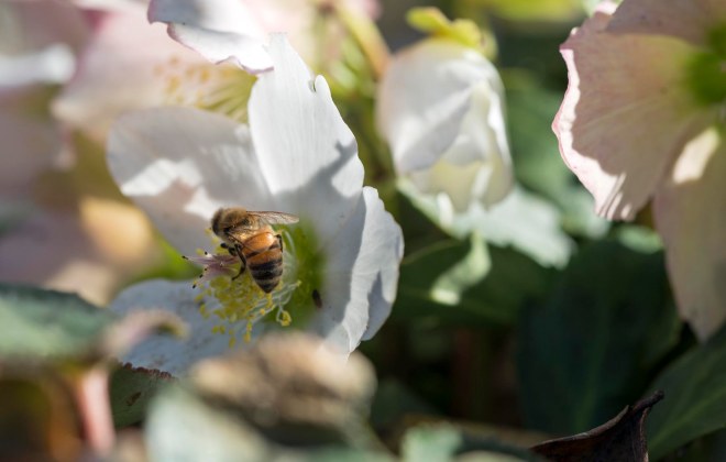 Bee_Helleborous_DSC_1581