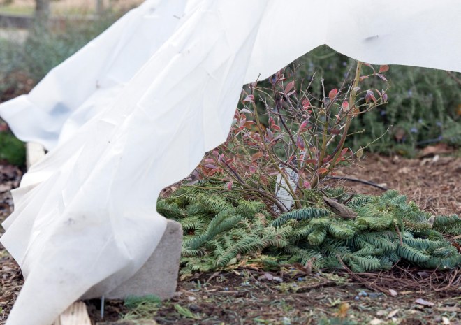 Blueberries_January_DSC_0729