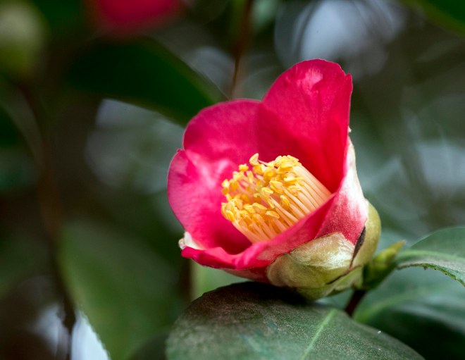 Camellia_DSC_1297