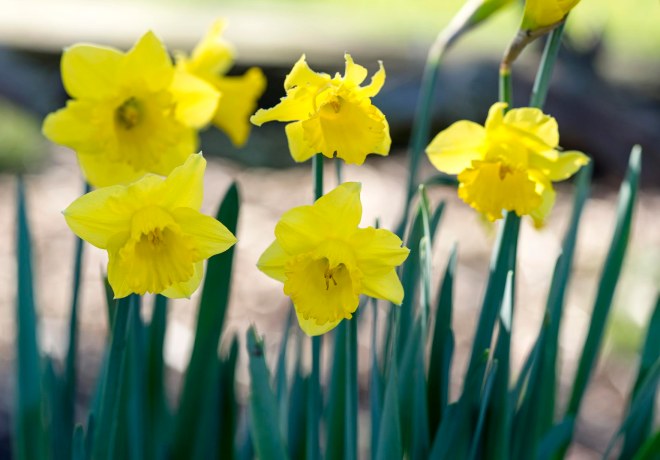 Daffodils_DSC_1586