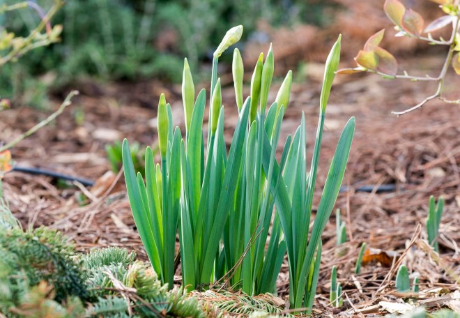 Daffodils_DSC_1820