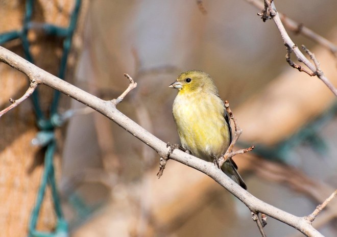 Finch_DSC_4097