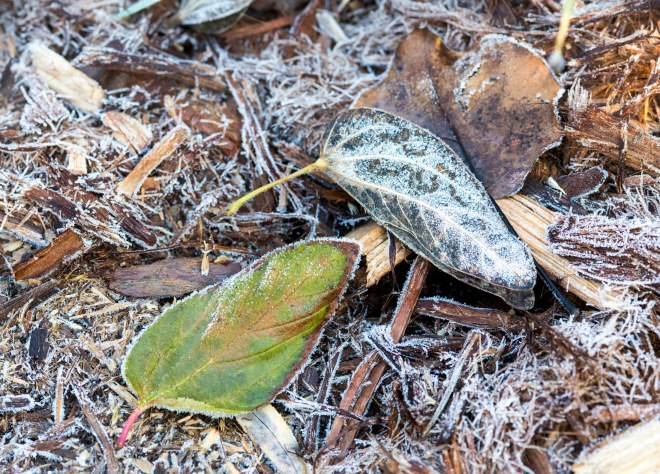 Frost_DSC_0555